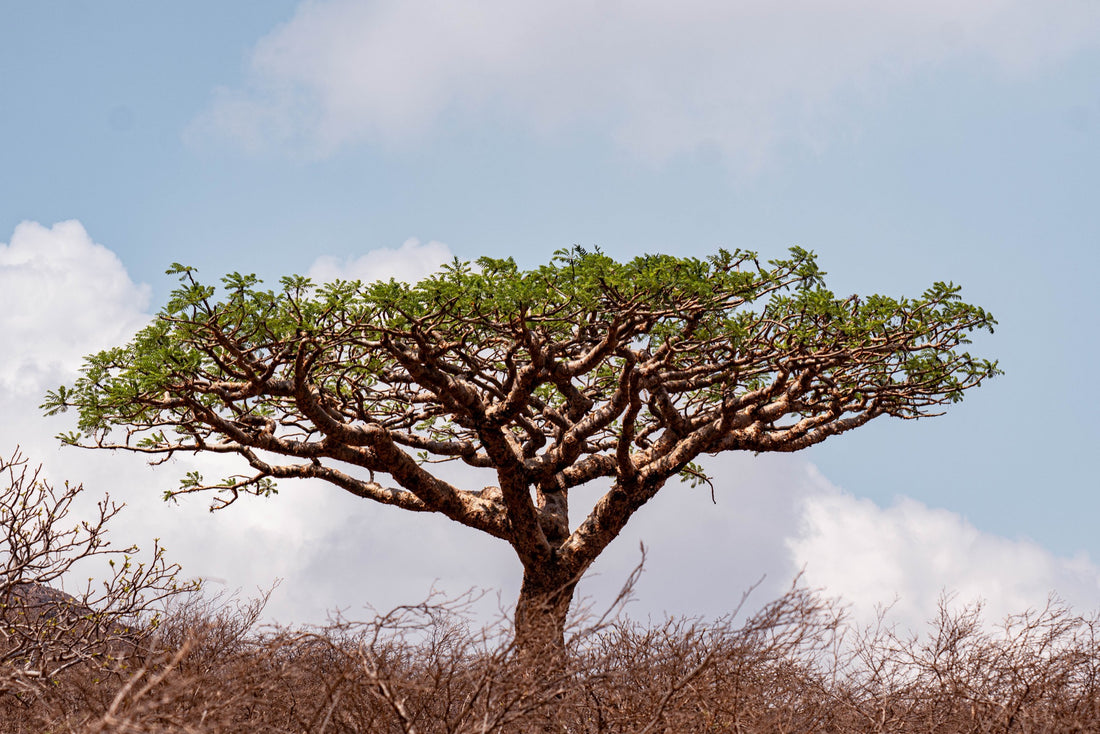 Cycling Through Socotra