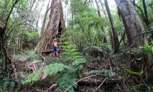 Local Loops - Dr Lane’s Best of the Otways